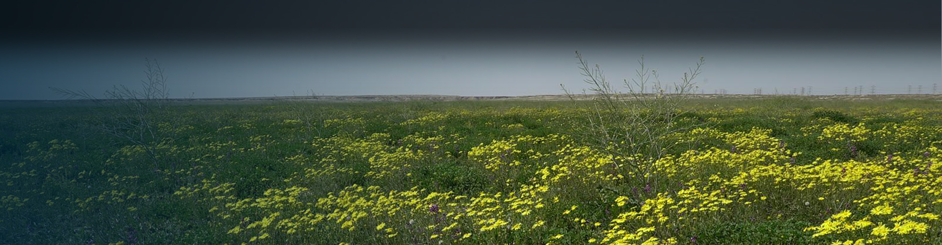 sustainibility-report-new-banner